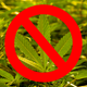 Image for article titled Toronto Airport Says Cannabis Trash Cans Are Not 'Free Weed' Bins